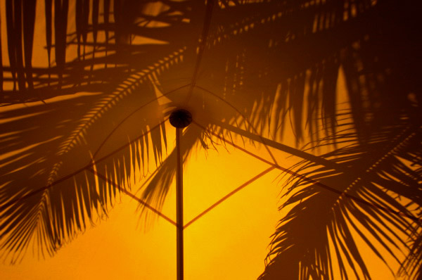 REU029_st_gilles_palmier