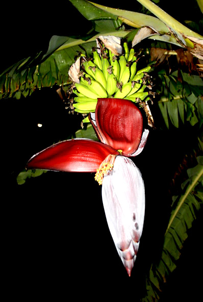 REU214_bananier_fleur