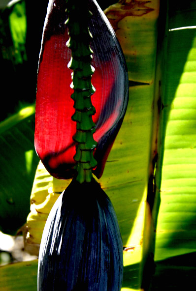 REU227_bananier_fleur